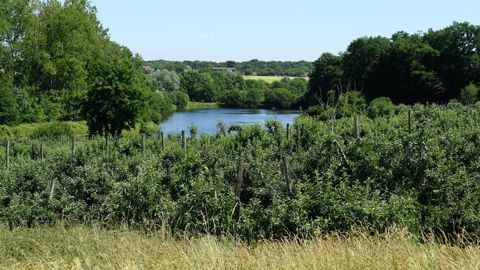 Il est désormais moins contraignant  de créer des plans d'eau de moins d'un hectare dans les zones humides.